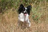 EPAGNEUL PAPILLON 184